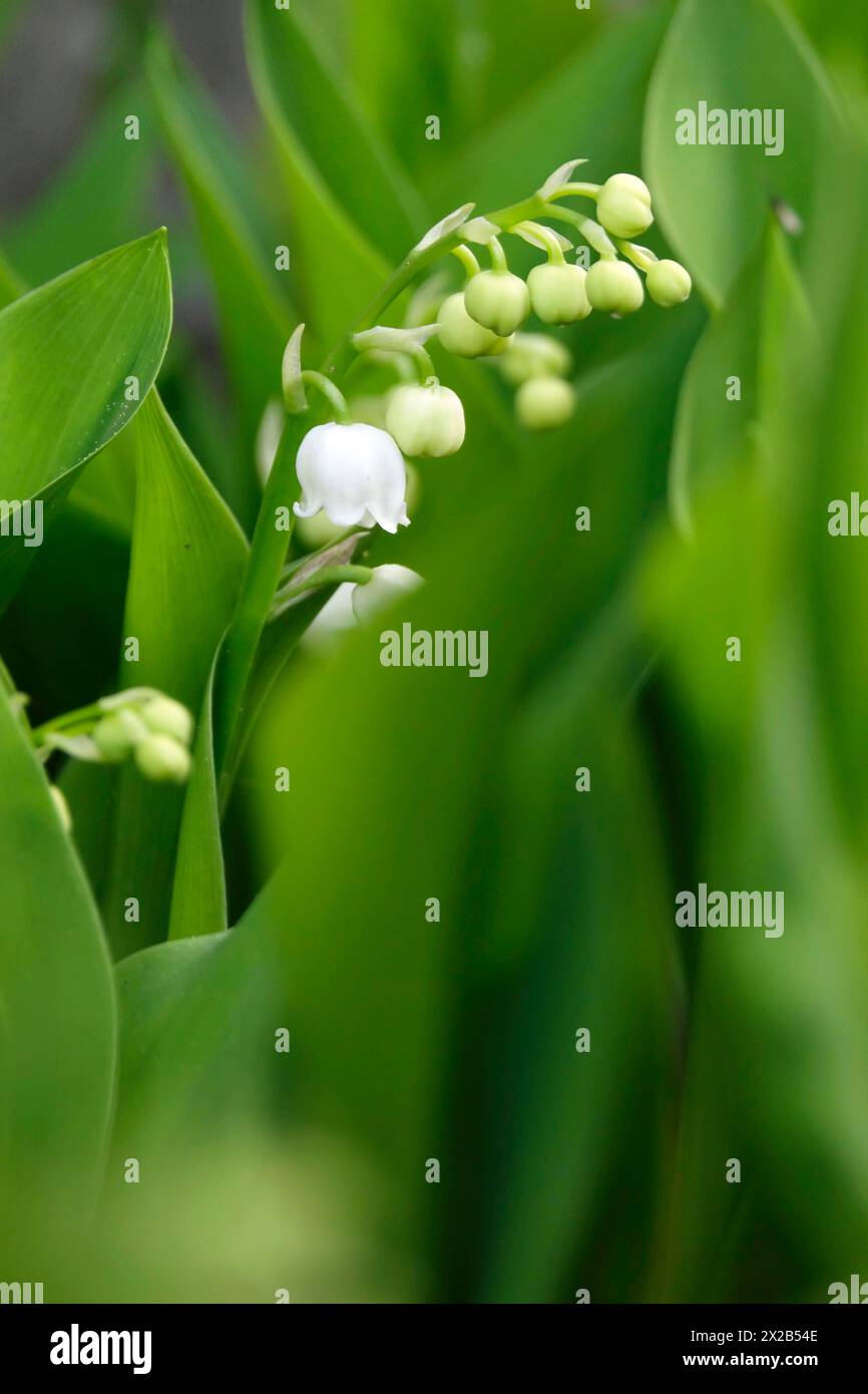 Lily of the valley, Saxony, Germany, Europe Stock Photo