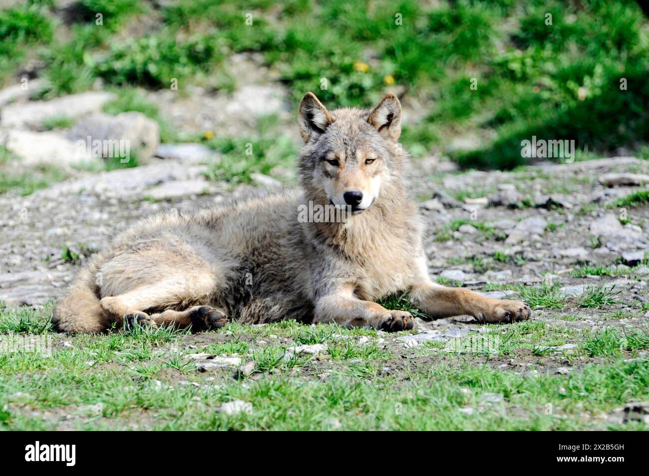 Mackenzie valley wolf (Canis lupus occidentalis), Captive, Germany, Europe, A single wolf lies on the ground and looks watchfully into the distance, T Stock Photo