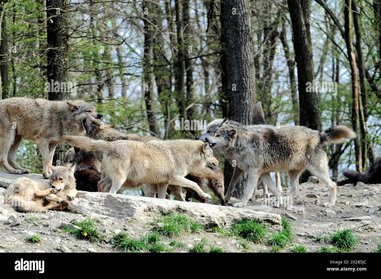 Mackenzie valley wolf (Canis lupus occidentalis), Captive, Germany, Europe, A pack of wolves interacting with each other on a rock in a wooded area, T Stock Photo