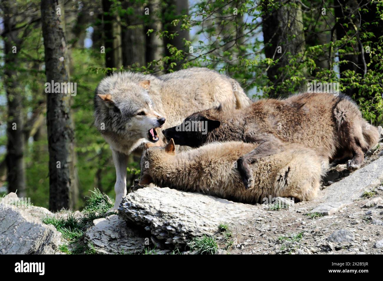Relaxed wolves hi-res stock photography and images - Alamy