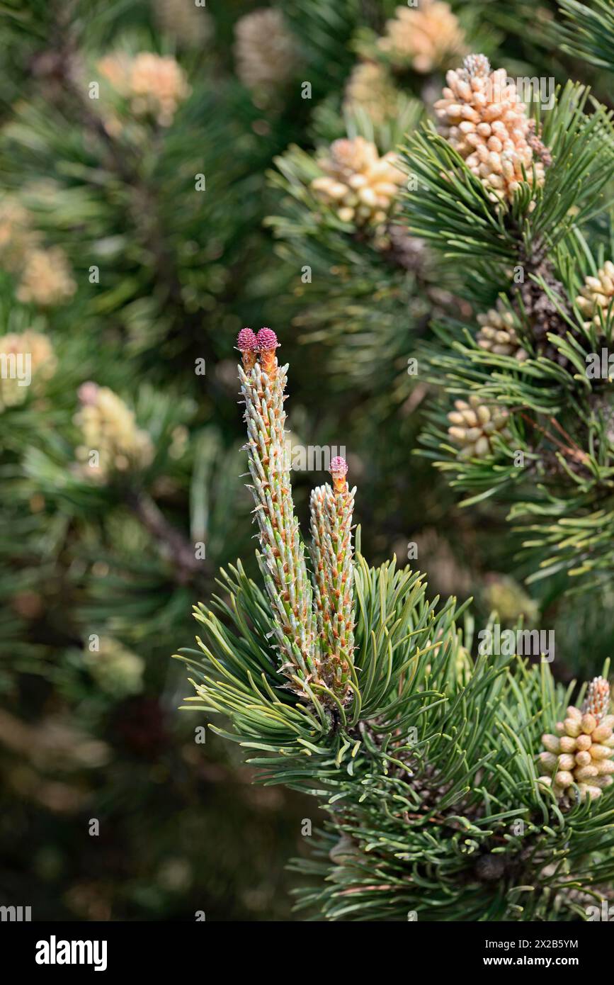 Conifer, Scots pine (Pinus sylvestris), female flowers, North Rhine-Westphalia, Germany, Europe Stock Photo