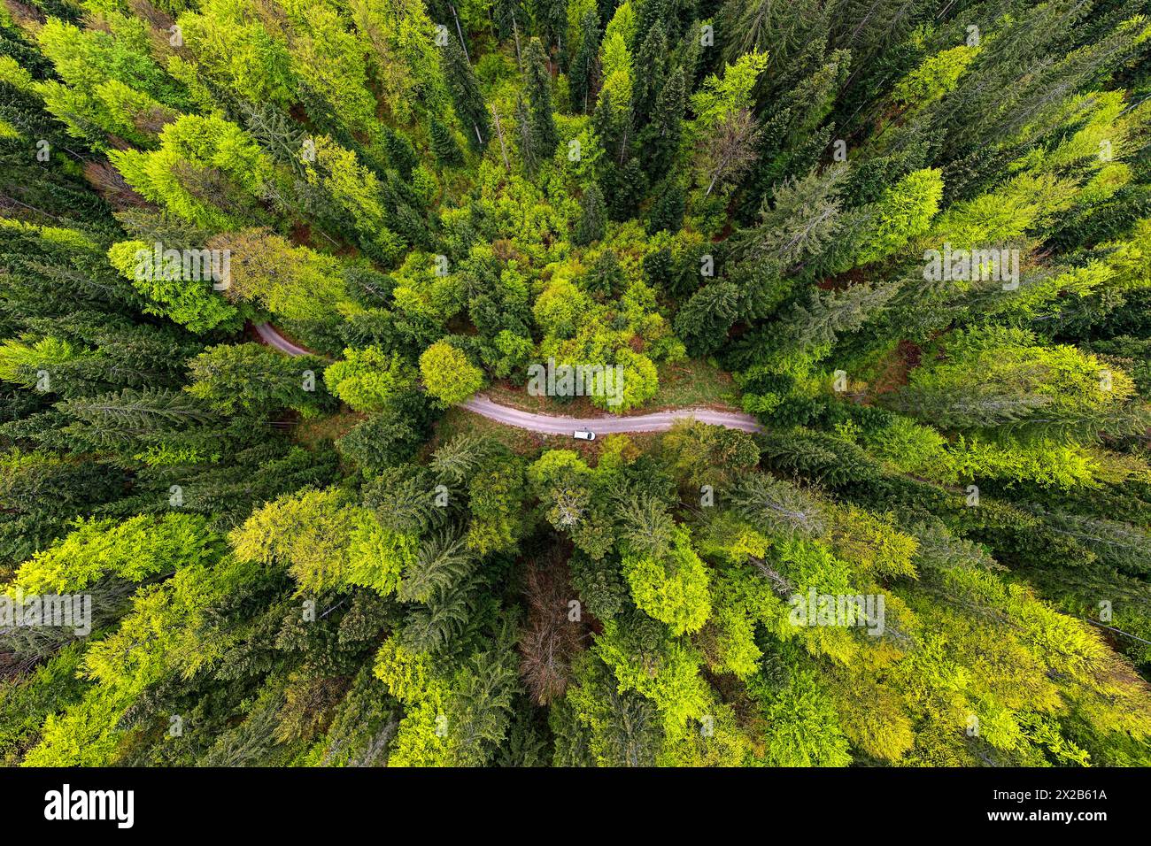 Aerial view of spectacular Kocevski rog primeval forest in spring colours and a gravel road with parked car, Dolenjska region, Slovenia Stock Photo