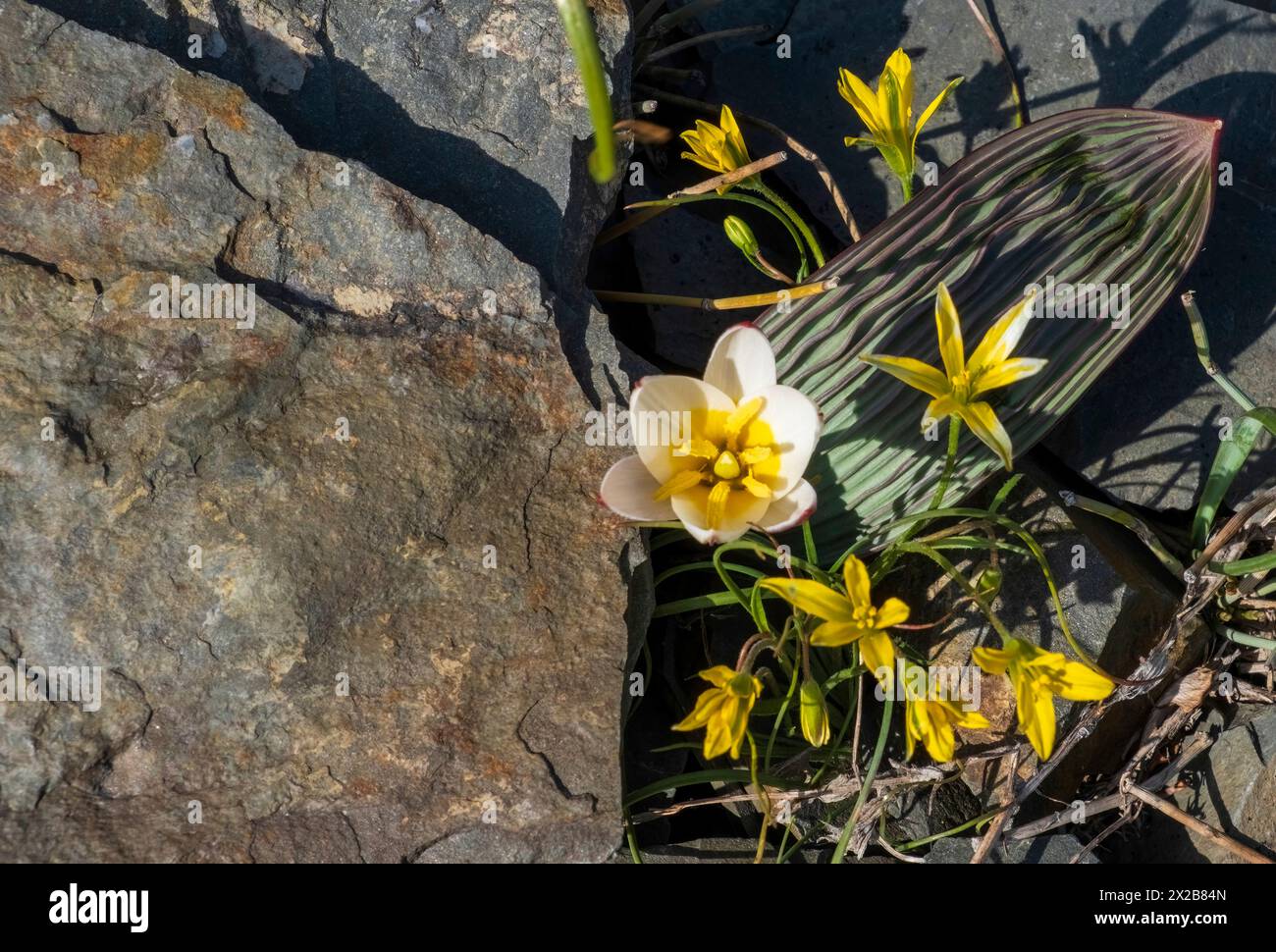 Regel's tulip, Tulipa regelii is endemic to Kazakhstan. It is found in the Chu-Ili Mountains and the Dzungarian Alatau, usually with one, less often w Stock Photo