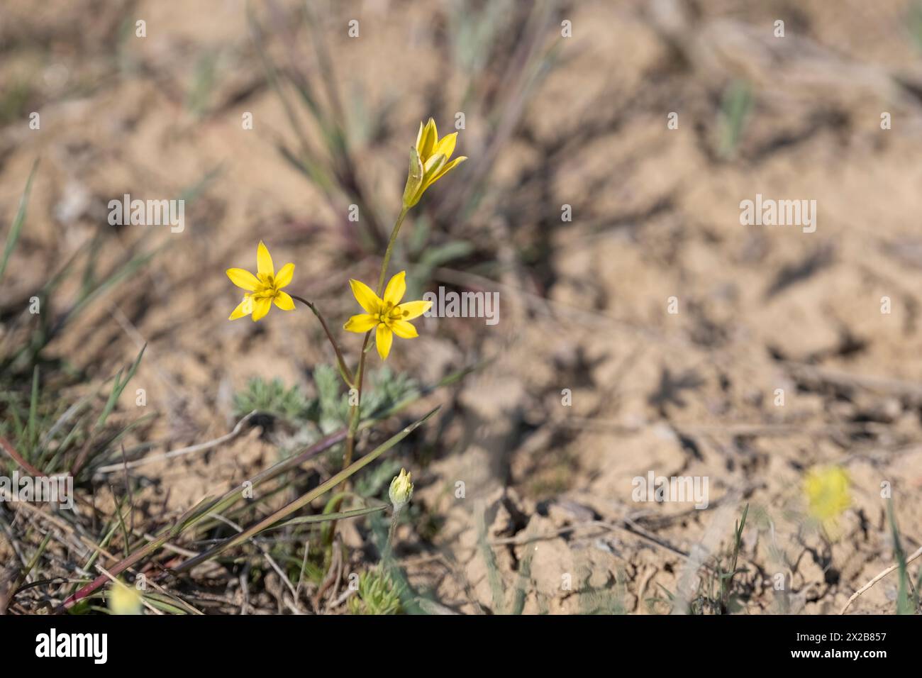Goose onion, or Goosebow, or Gooseweed, or Geidzhia, or Bird's onion, Gagea In the desert soil of the earth, two small yellow spring flowers bloom, Stock Photo