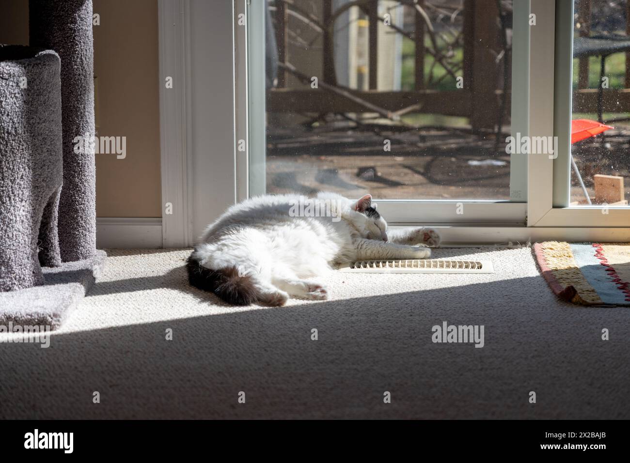 Cat sleeping in a sunny spot by a sliding-glass door and air vent. It's paws are outstretched. Stock Photo