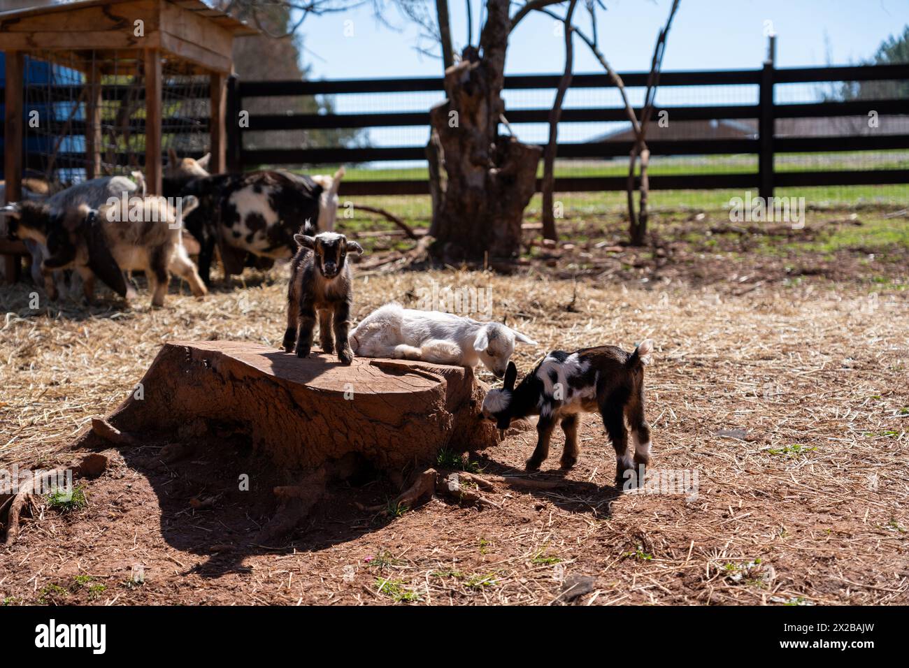 Three baby goats playing on a tree stump with adult goats and fencing in the background. Stock Photo