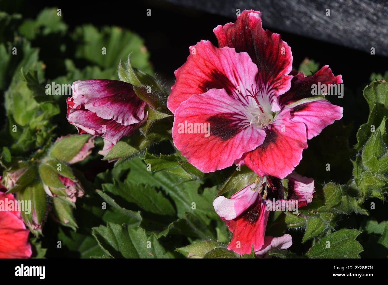 The blossoms of a  Martha Washington geranium also known as regal geranium or cranesbill Stock Photo