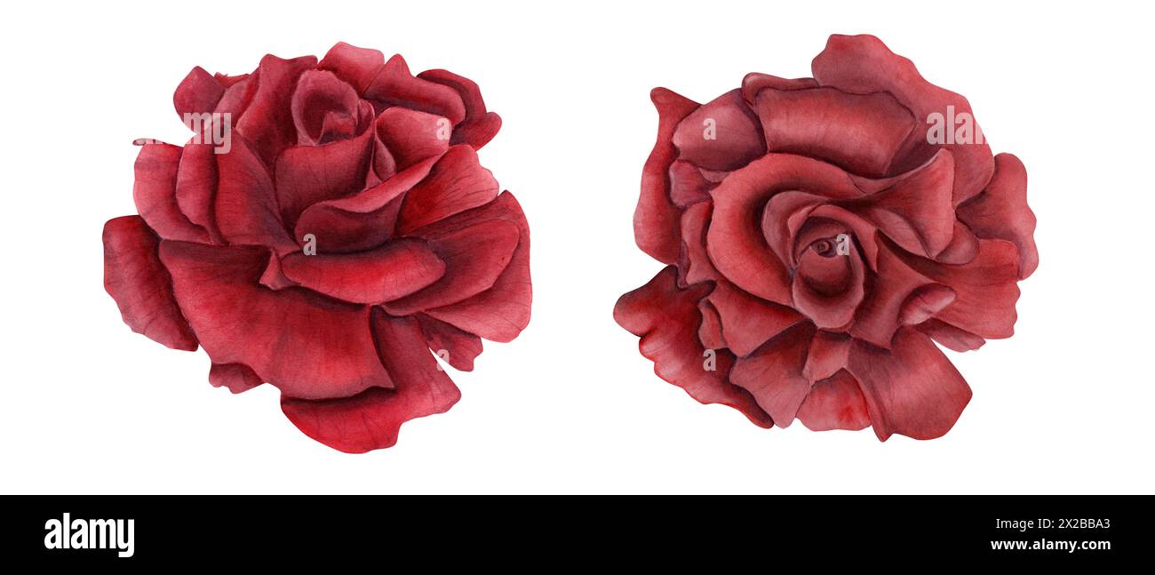 Open deep red rose flowers. Top view. Floral symbol of love. Two ruby flower heads. Watercolor illustration of realistic garden plant. Stock Photo