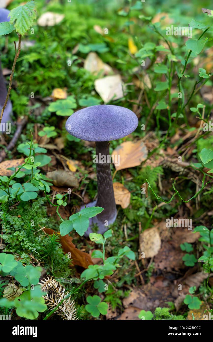 Single Violet Webcap (Cortinarius violaceus) mushroom in forest Stock Photo
