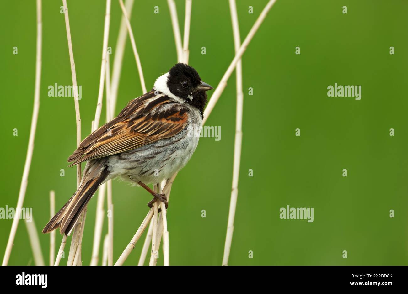 Close-up of a common reed bunting perched on a reed Stock Photo