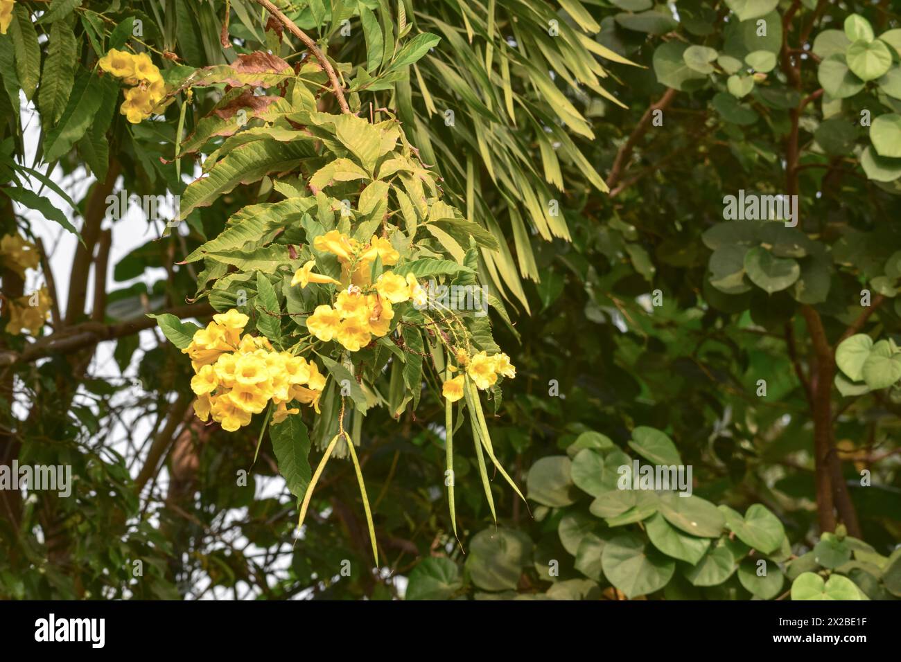 Beautiful flower tree with fresh bunch of flowers and greed seed pods hanging Stock Photo