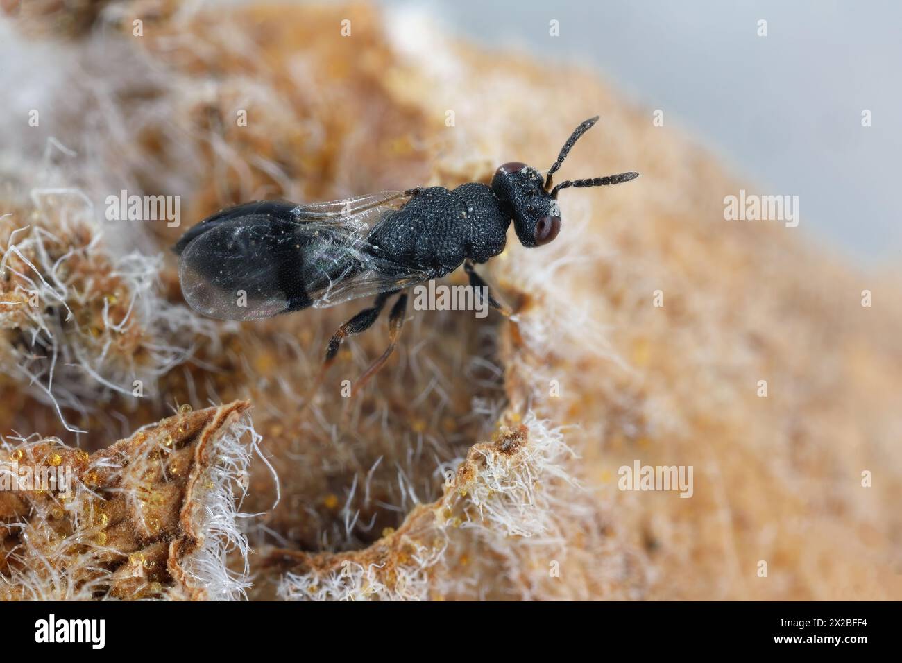 Parasitic, parasitoid wasp. A small hymenopteran whose larvae eat other insects. Stock Photo