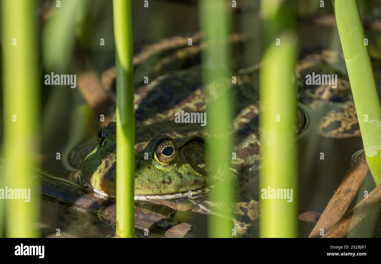 American Bullfrog adult male ambush hunting. Ed R. Levin County Park, Santa Clara County, California. Stock Photo