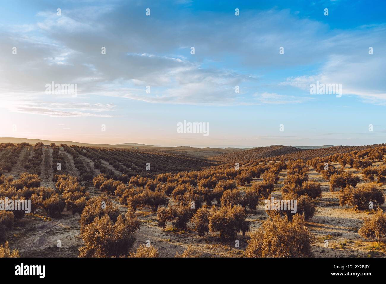 Sunset at Olives countriside Stock Photo