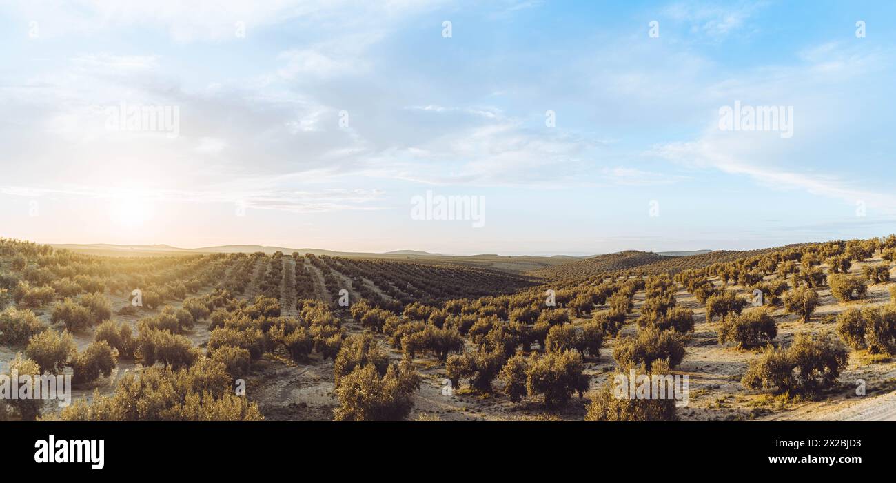 Sunset at Olives countriside Stock Photo