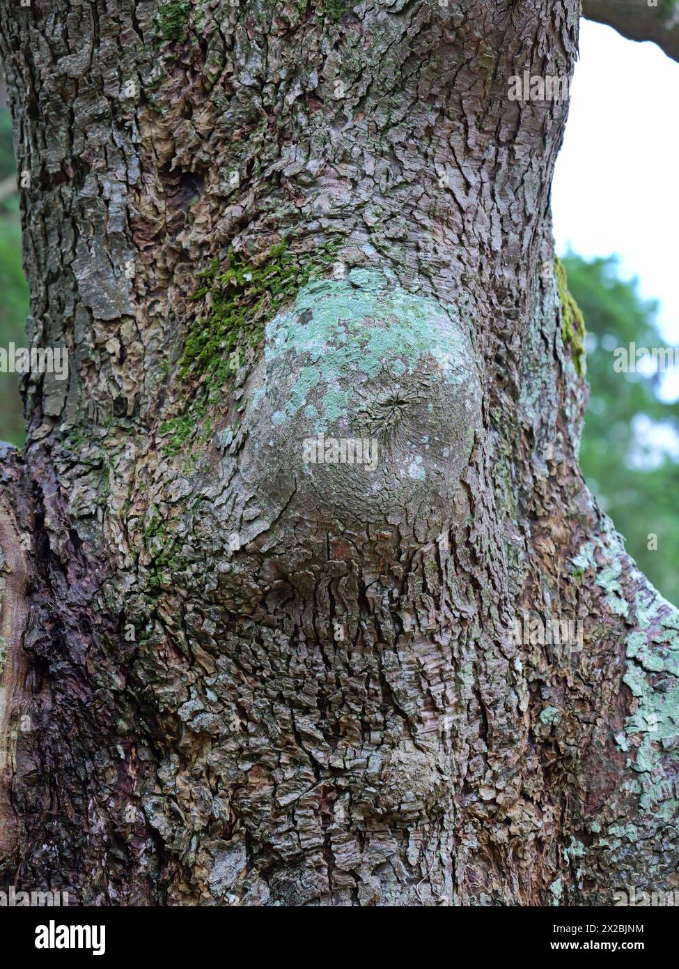 Capture nature's artistry with this tree burl! Despite its growth anomaly, it's a material in woodworking and carving, adorning furnitur and crafts. Stock Photo