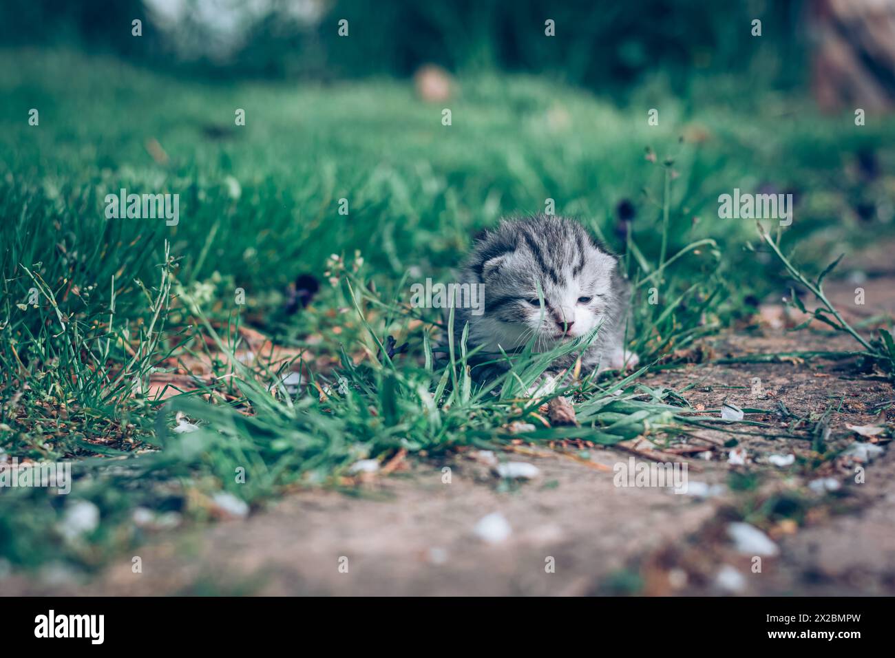 lovely newborn cat in green grass outdoors Stock Photo