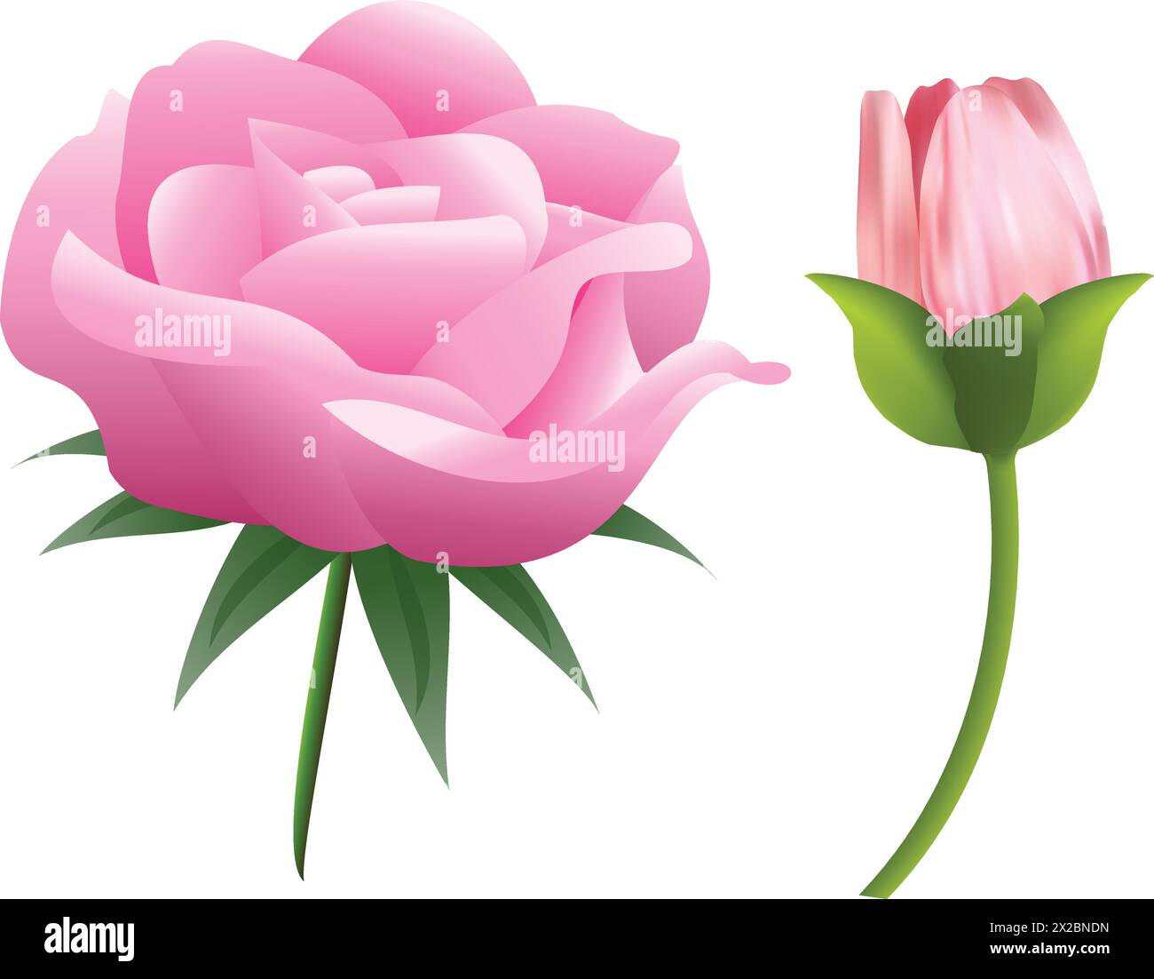 solated Pink Rose - Vector Illustration Stock Vector Image & Art - Alamy