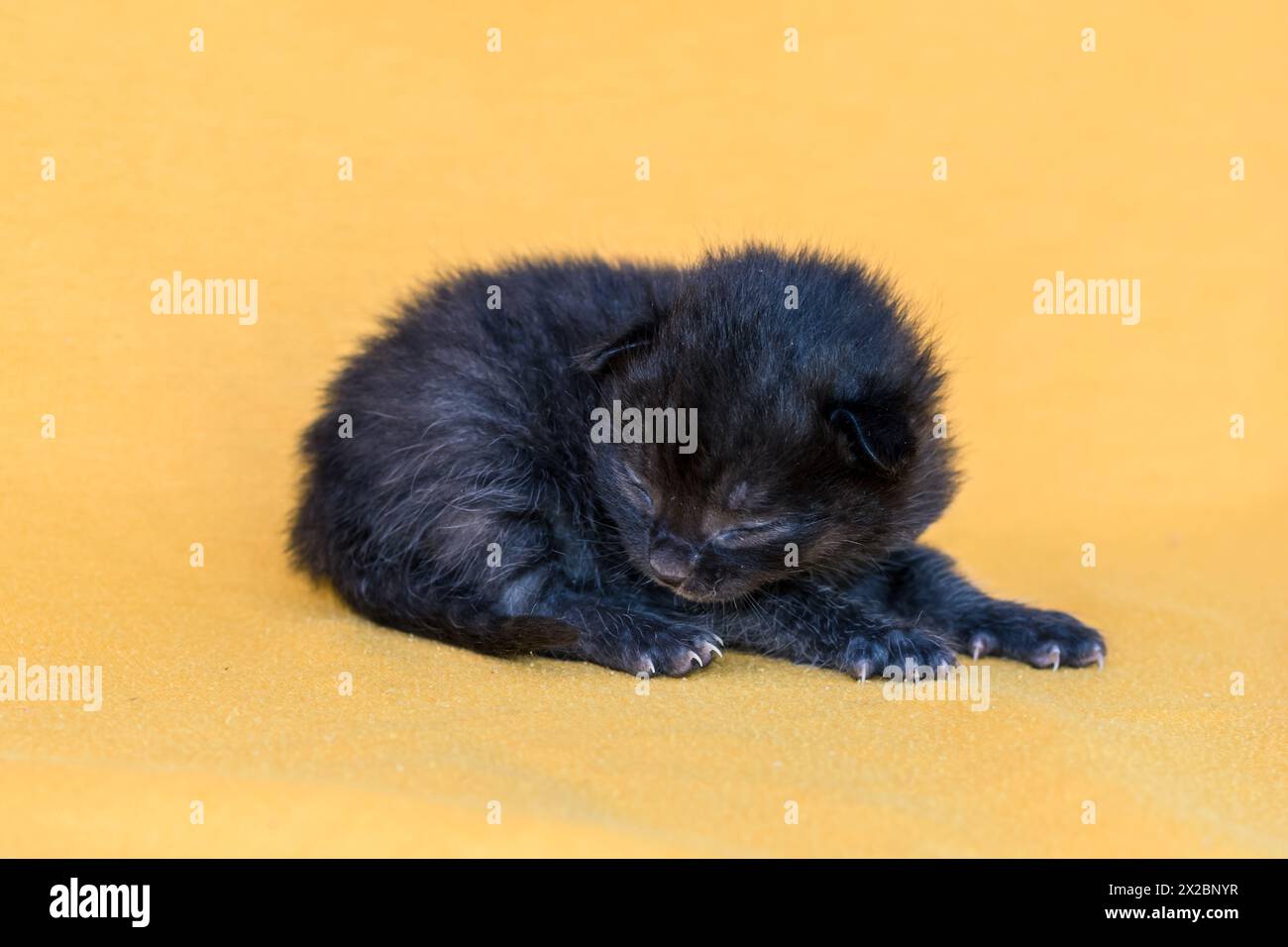 one black lovely newborn cat isolated Stock Photo