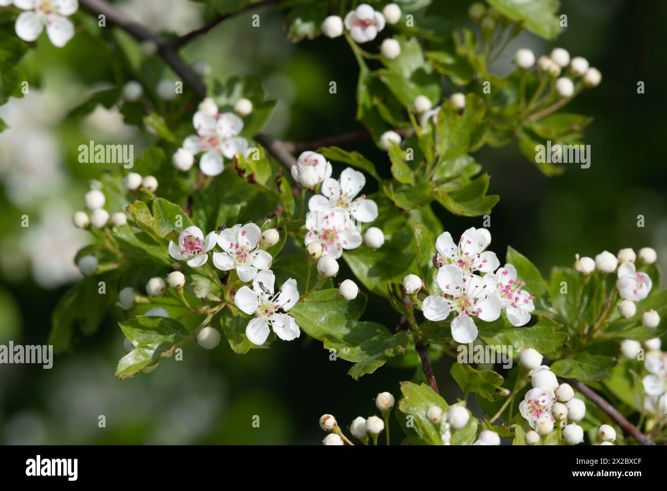 Common Hawthorn Crataegus Monogyna Blossom On A Small Tree Branch In Common Hawthorn Crataegus Monogyna Blossom On A Small Tree Branch In