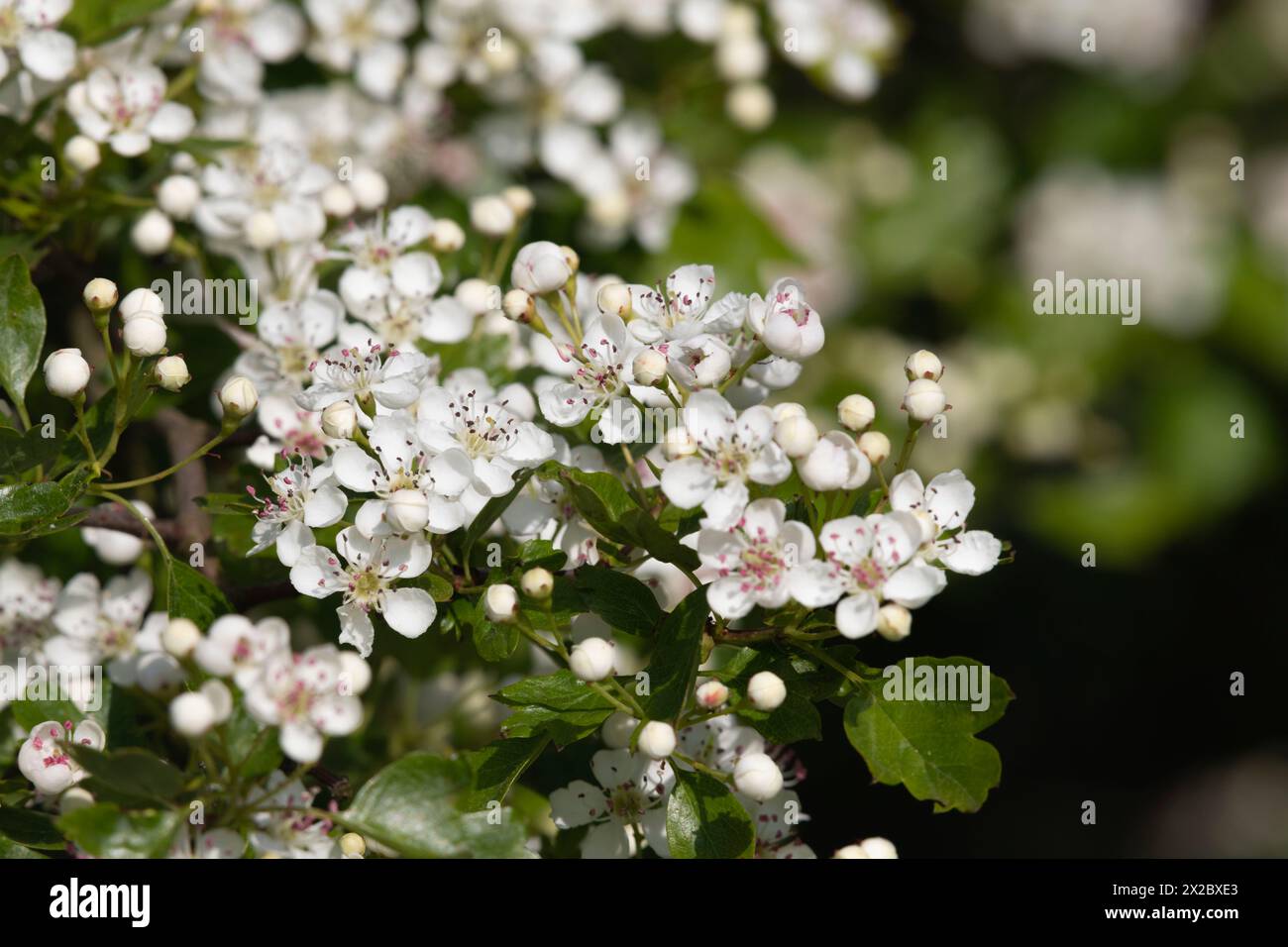 White Blossom on Common Hawthorn (Crataegus Monogyna) Flowering in a