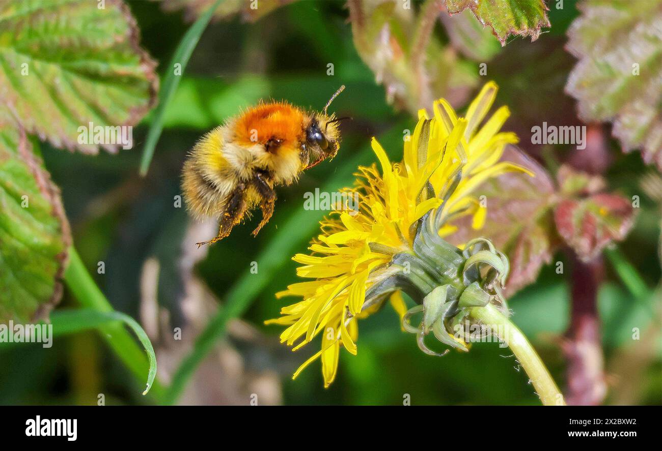 near Dundrum, County Down, Northern Ireland, UK. 21st Apr 2024. UK weather - a bright dry with long sunny periods on the coast of County Down. A carder bee flying towards a dandelion. Credit: CAZIMB/Alamy Live News. Stock Photo