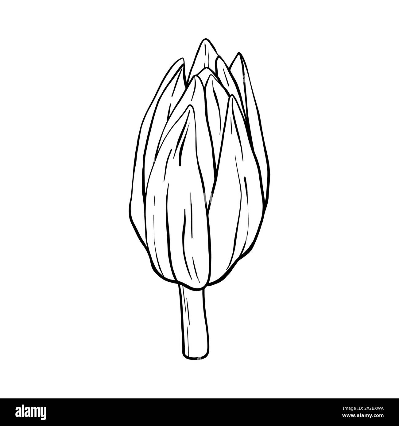 Lotus bud silhouette. Waterlily Black outline vector illustration ...