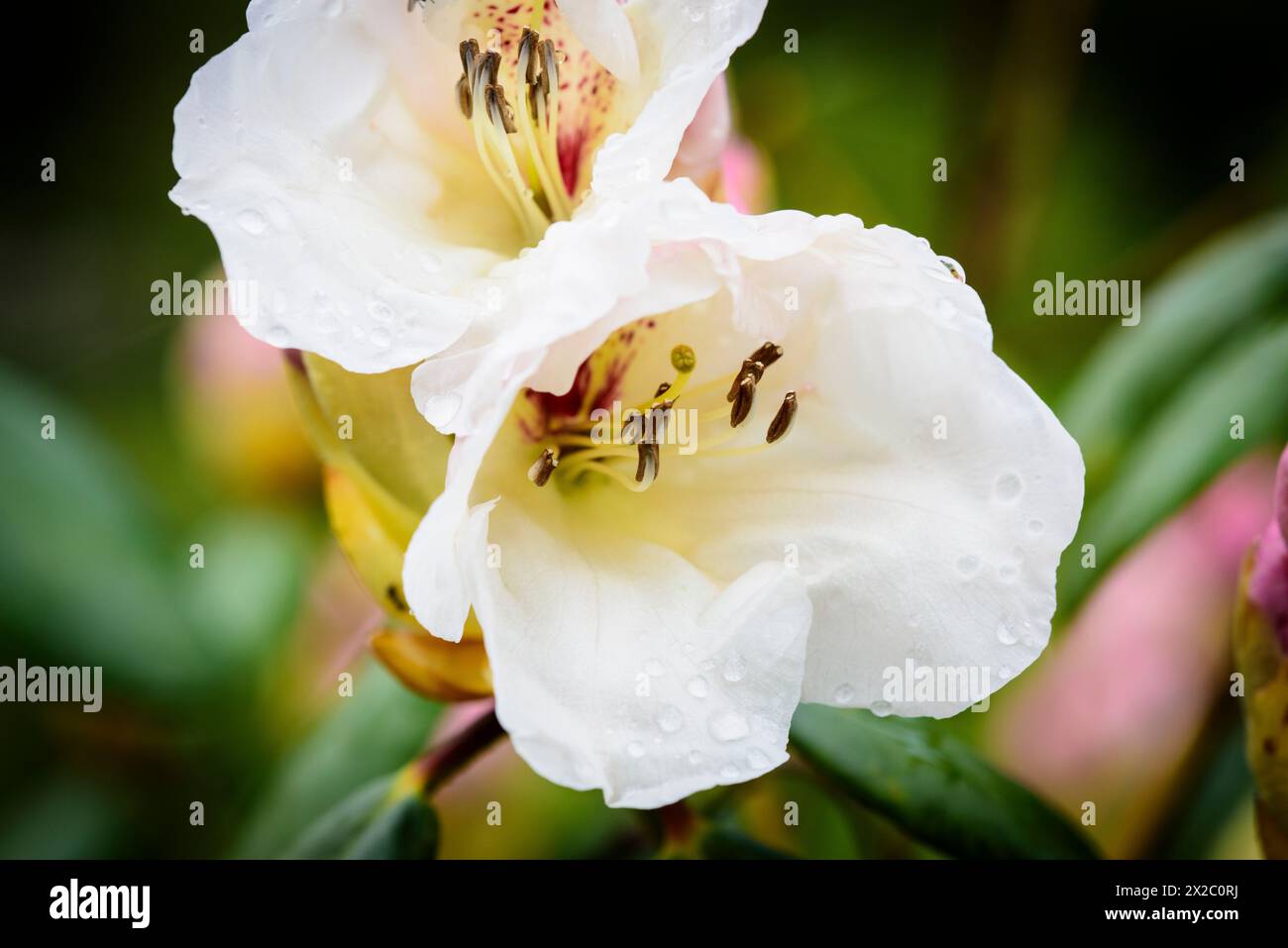 Weiße Rhododendron Stock Photo