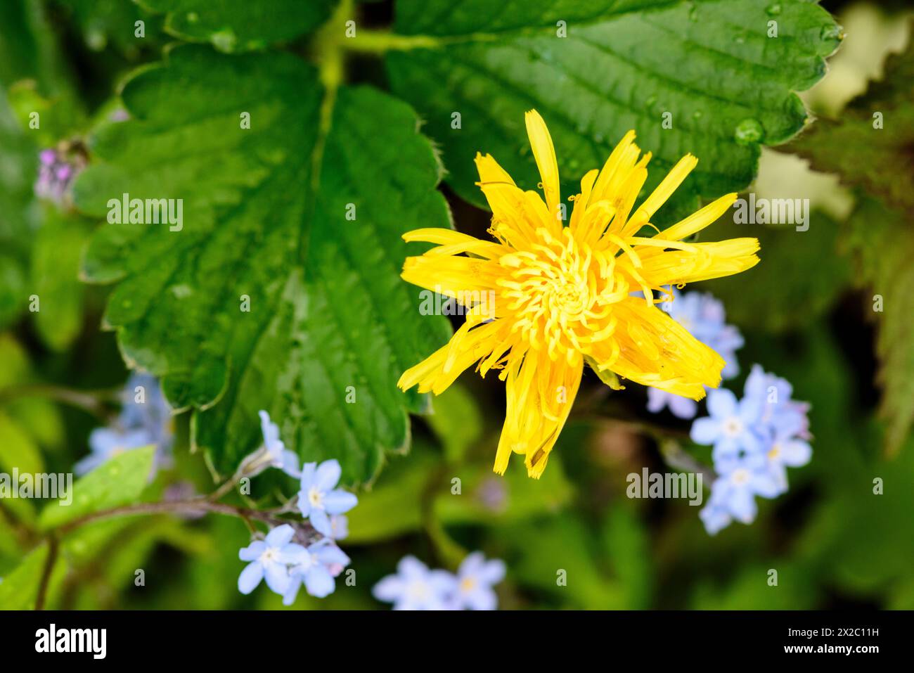 Gelbe Gartenblume Stock Photo