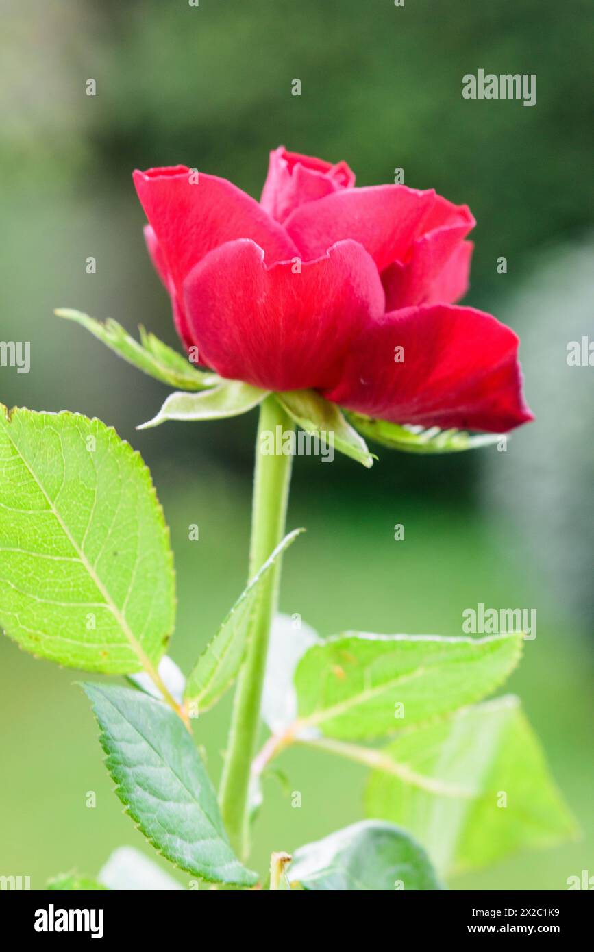 Rote Rose Gartenblume Stock Photo