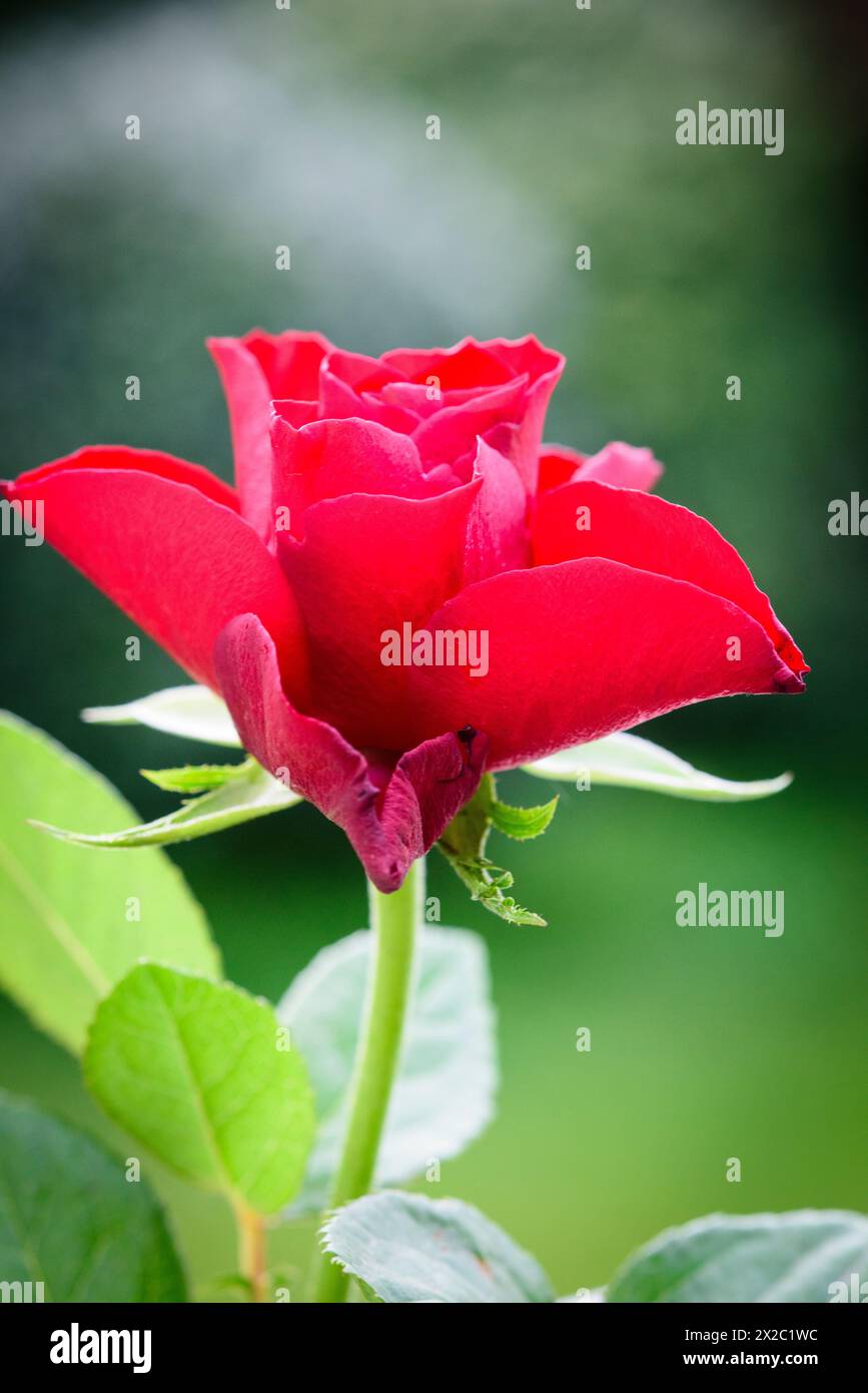 Rose im Garten Stock Photo