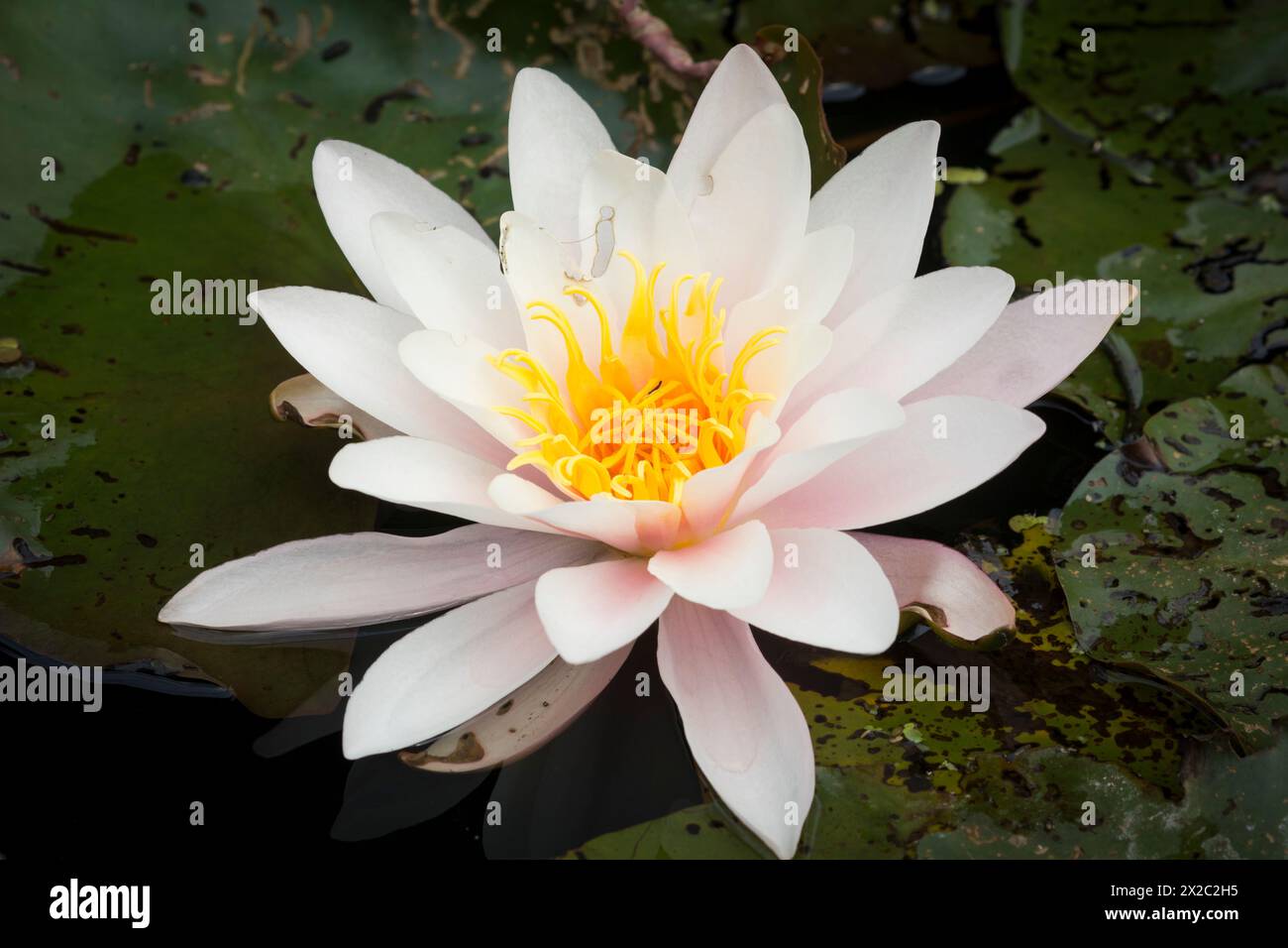 Weiße Wasserlilie Stock Photo