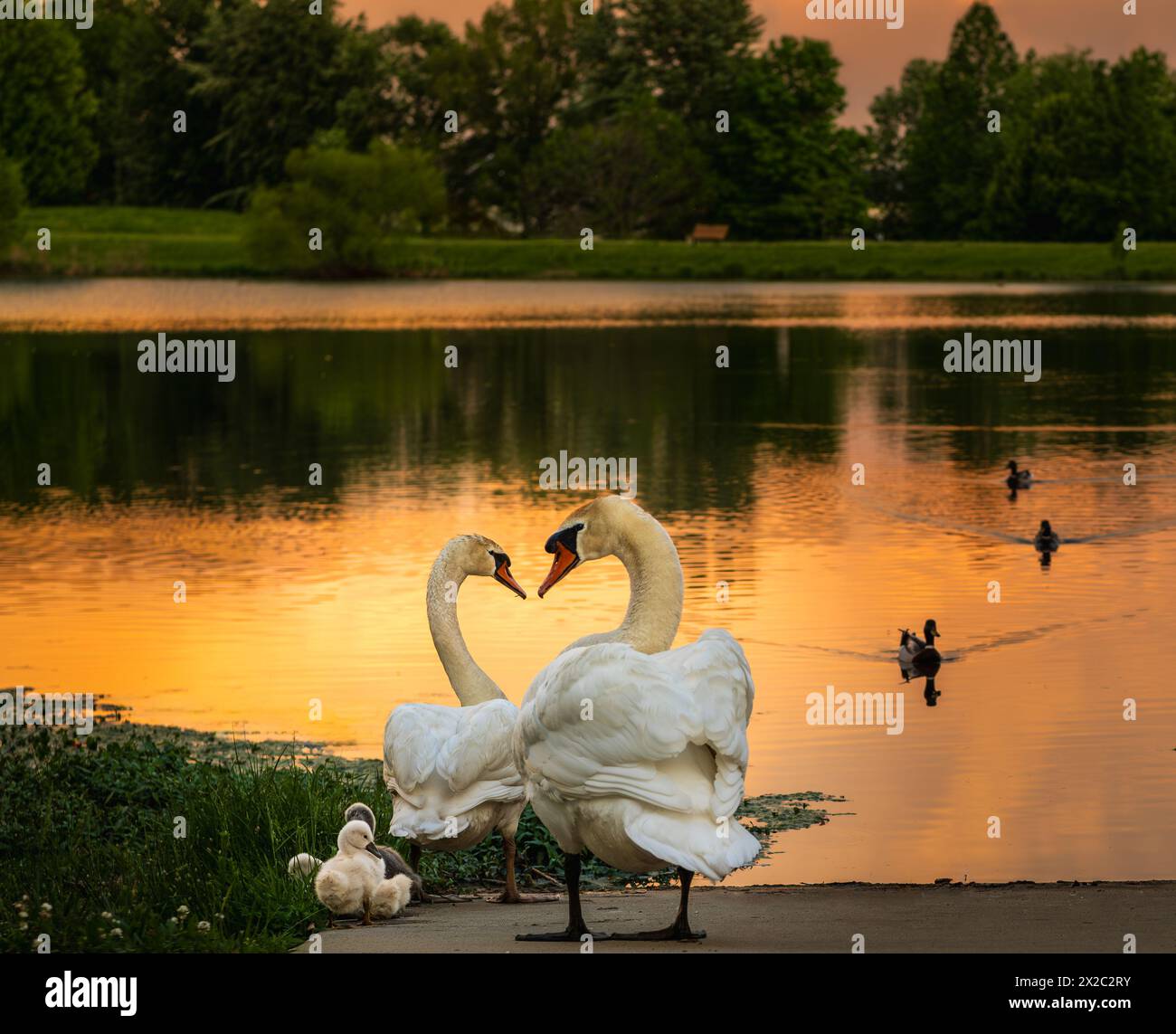 Two swans looking at each other while their cygnets browsing in grass at sunset in summer; gold-colored lake and dark silhouettes of trees in backgrou Stock Photo