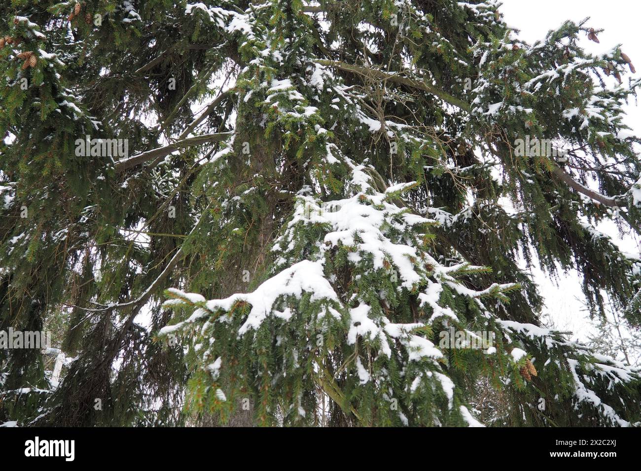 Spruce Picea is a coniferous evergreen tree of the Pine family Pinaceae. Evergreen trees. Common spruce, or Norway spruce Picea abies is widespread in Stock Photo