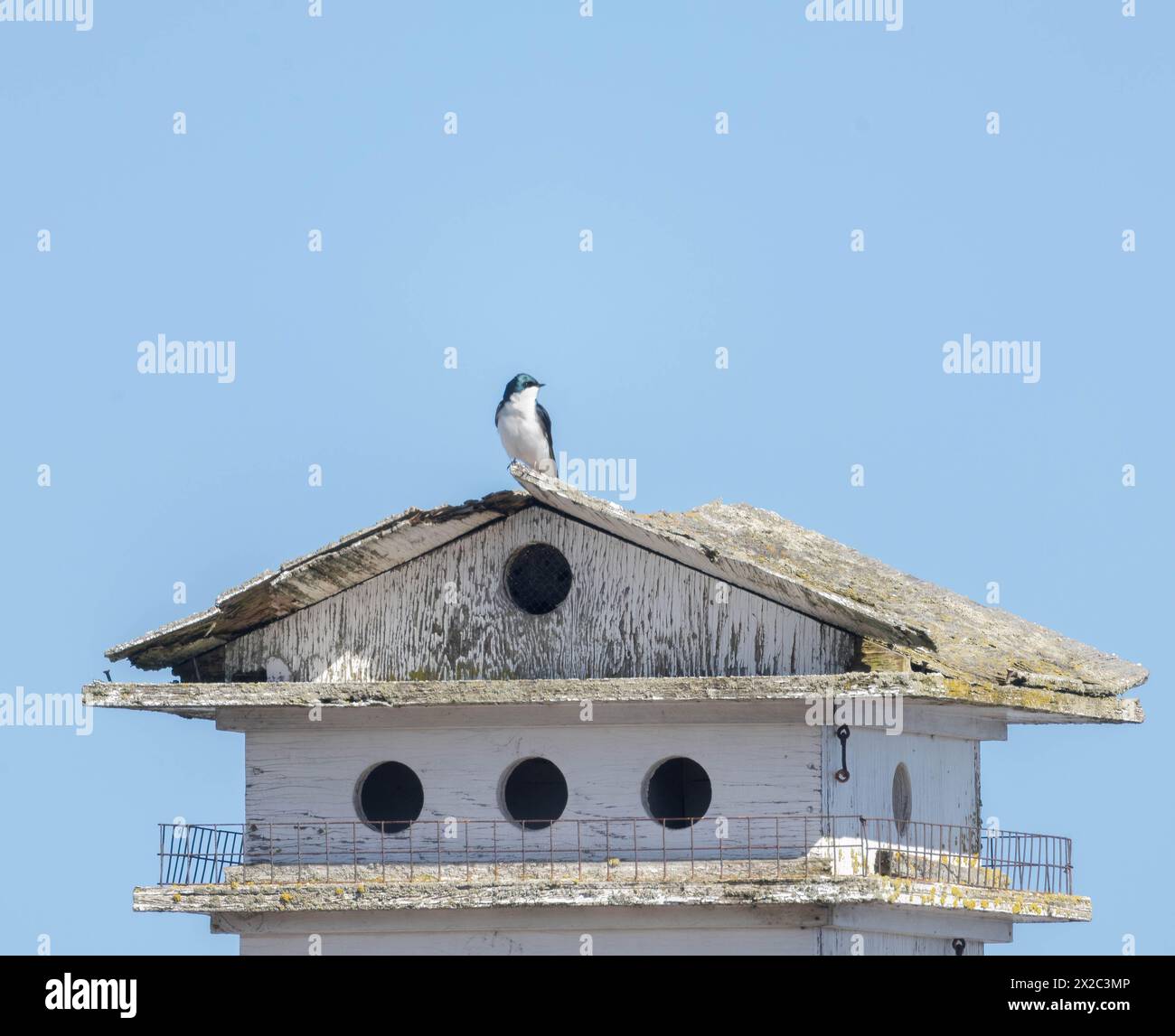 A little Tree Swallow on a large weather-beaten bird house in springtime in Ontario Stock Photo