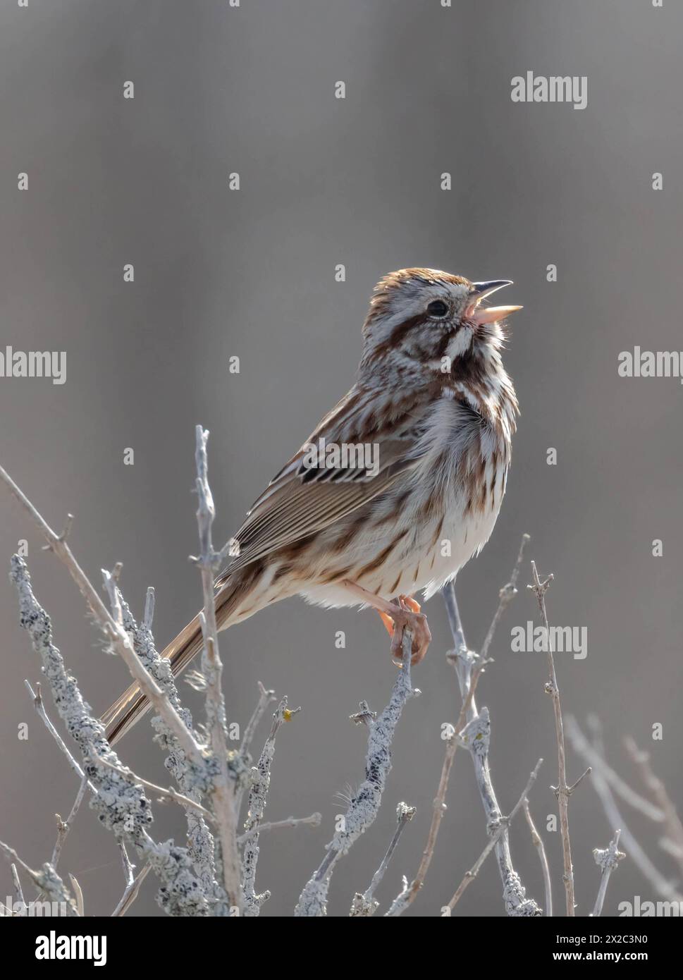 Song Sparrow perched in thin branches in springtime Stock Photo