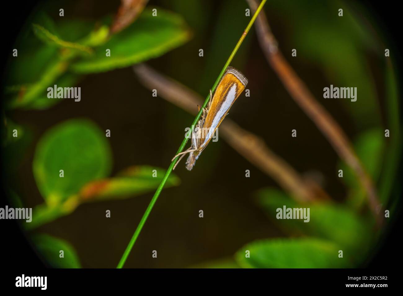 Catoptria margaritella Family Crambidae Genus Catoptria Pearl-band grass-veneer moth wild nature insect wallpaper, picture, photography Stock Photo