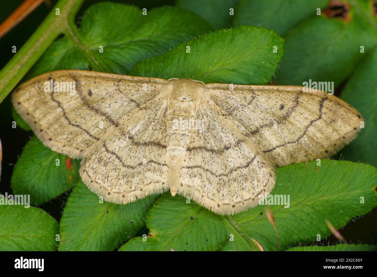 Idaea aversata Family Geometridae Genus Idaea Riband wave moth wild