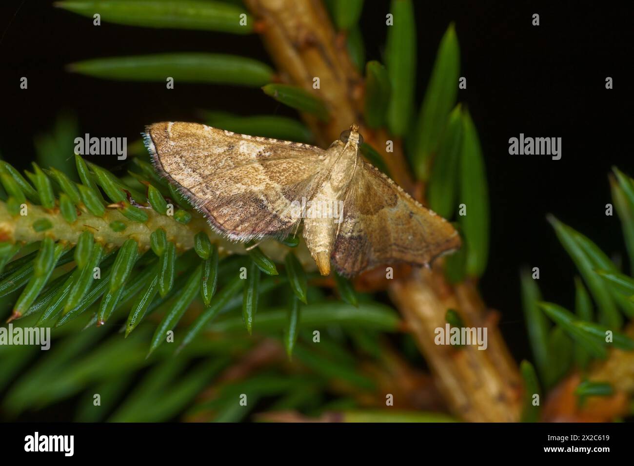 Endotricha flammealis Family Pyralidae Genus Endotricha Rosy tabby Rose-flounced tabby moth wild nature insect wallpaper, picture, photography, pictur Stock Photo