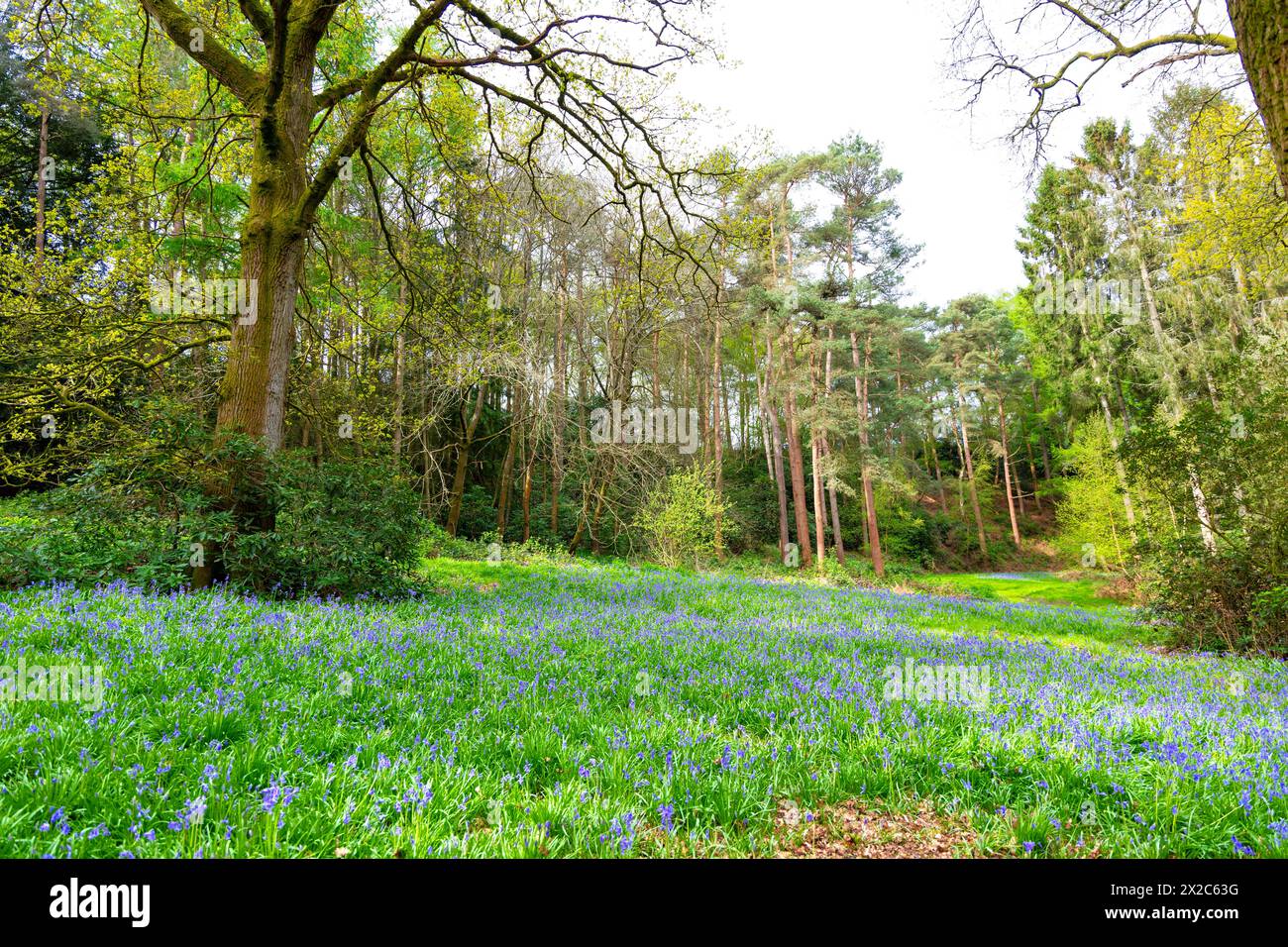 Bluebell fields in a forest south of Balcombe, West Sussex, England Stock Photo