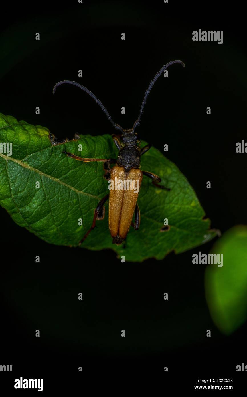 Stictoleptura rubra Family Cerambycidae Genus Stictoleptura Red-brown longhorn beetle wild nature insect photography, picture, wallpaper Stock Photo