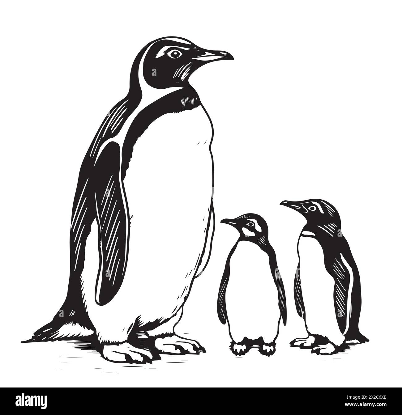 Penguins family. Cute baby penguin and parent drawing isolated Stock