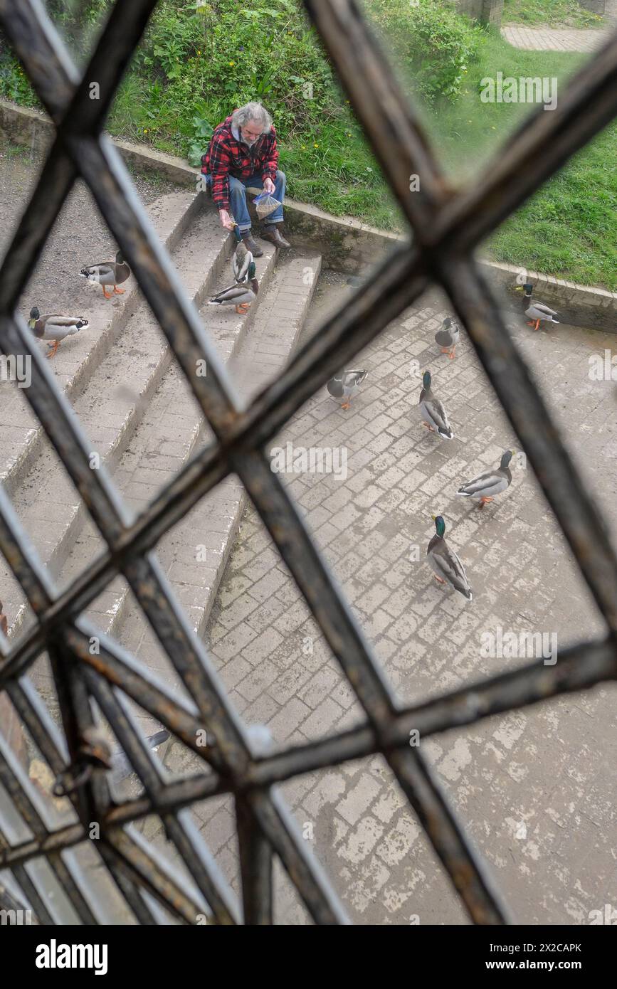 Man feeding pigeons viewed through metalled lattice window Stock Photo