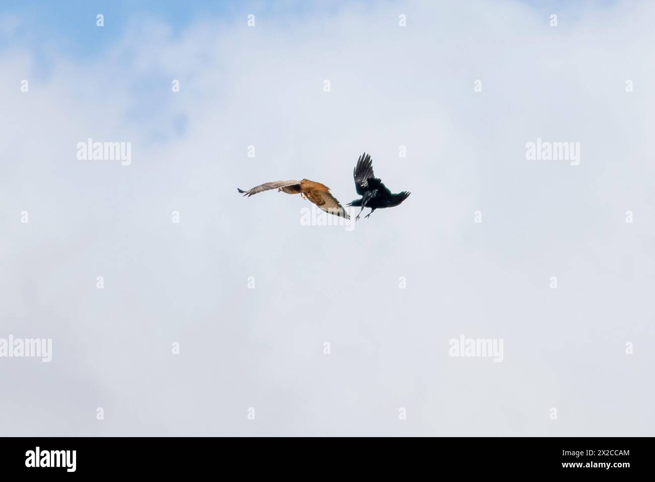 Hankley Common, Elstead. 21st April 2024. Sunny intervals and a brisk northerly wind across the Home Counties this morning. Hankley Common in Elstead, near Godalming, in Surrey. Credit: james jagger/Alamy Live News Stock Photo