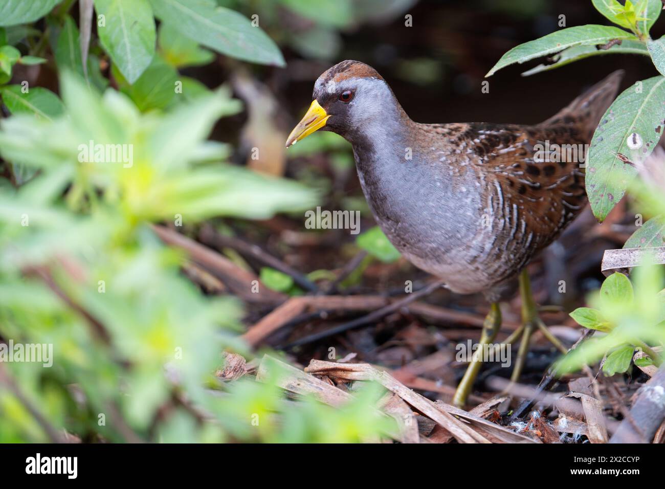 A sora forages for a meal along the Lake Apopka Wildlife Drive in Florida. Stock Photo