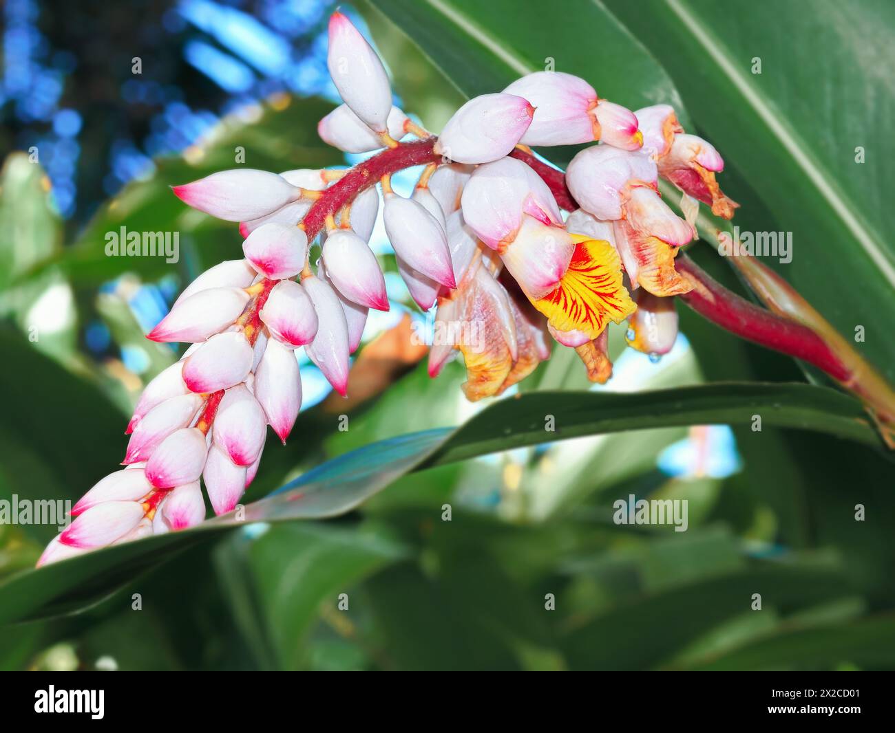 Flower panicle with an open partial flower of an Alpinia zerumbet from the ginger family (Zingiberaceae), close-up with a soft background Stock Photo