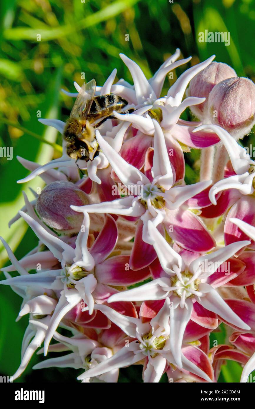 Honeybee on Showy Milkweed in Eagle Island State Park, Idaho. Stock Photo