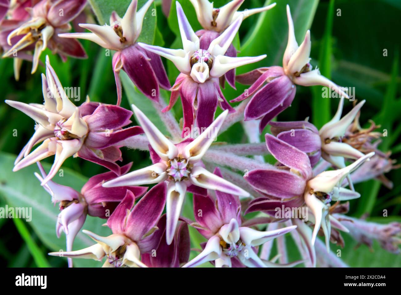 Showy Milkweed (Asclepias speciosa) in Eagle Island State Park, Idaho. Stock Photo