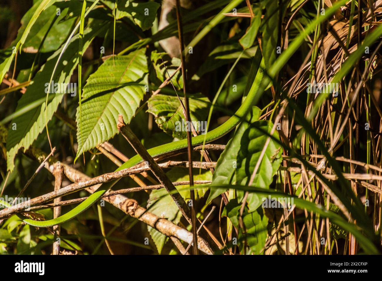 Asian whip snake (Ahaetulla) in a forest near Luang Namtha, Laos Stock Photo