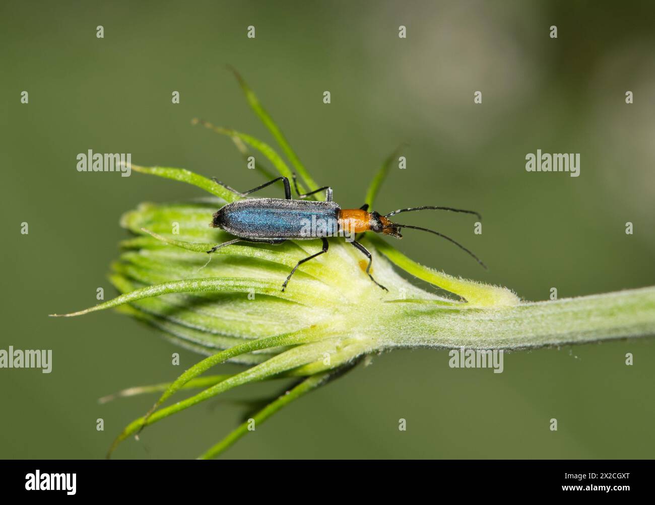False blister beetle (Heliocis repanda) insect on flower bud, nature Springtime pest control agriculture. Stock Photo